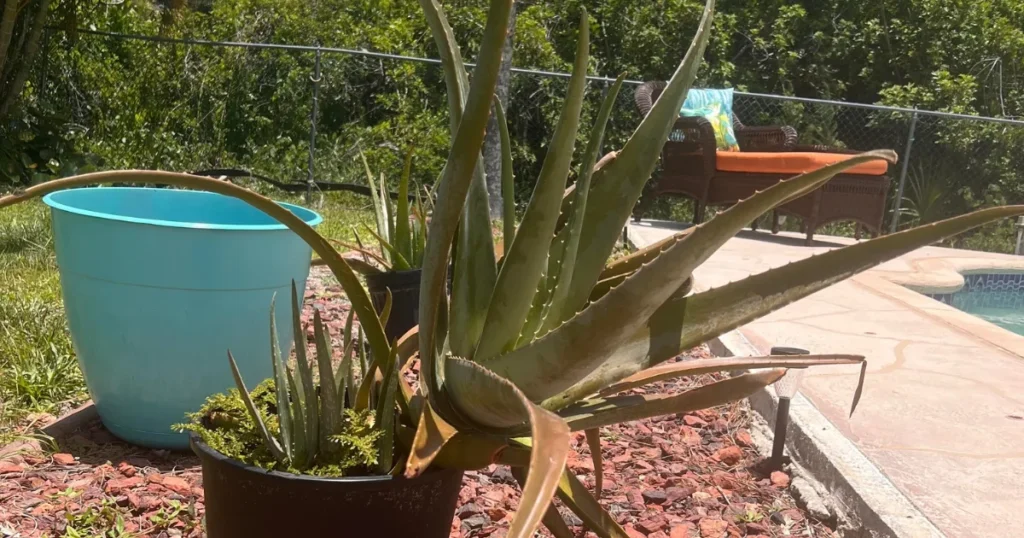 How Much Sun Does an Indoor Aloe Vera Plant Need