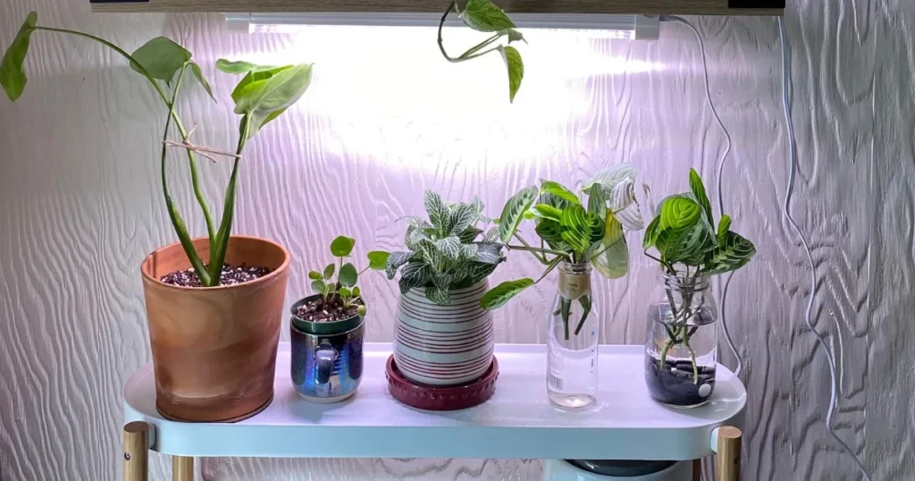 How Often Should You Change Bulbs for Your Plants