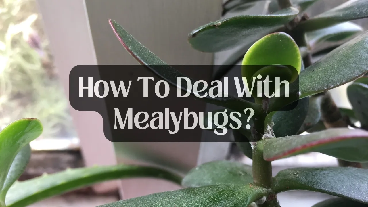 How To Deal With Mealybugs