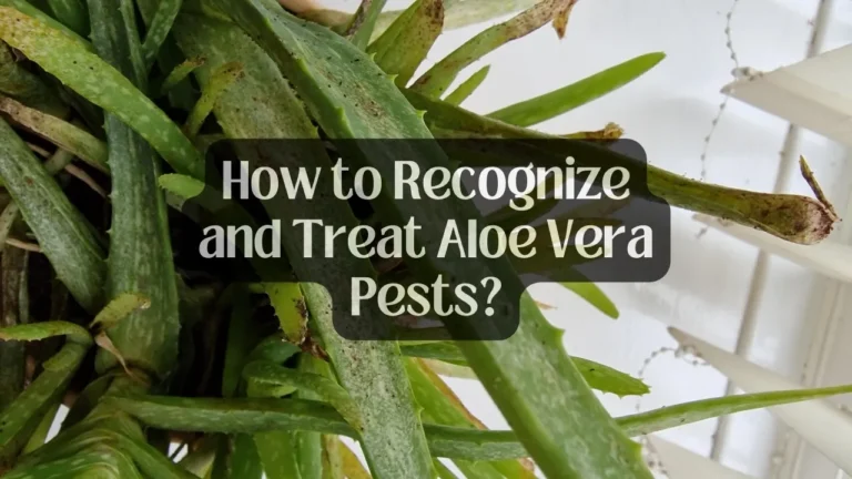 How to Recognize and Treat Aloe Vera Pests?