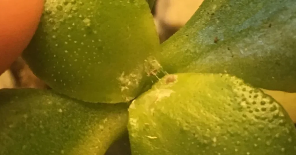 How to prevent Mealybug Infestation