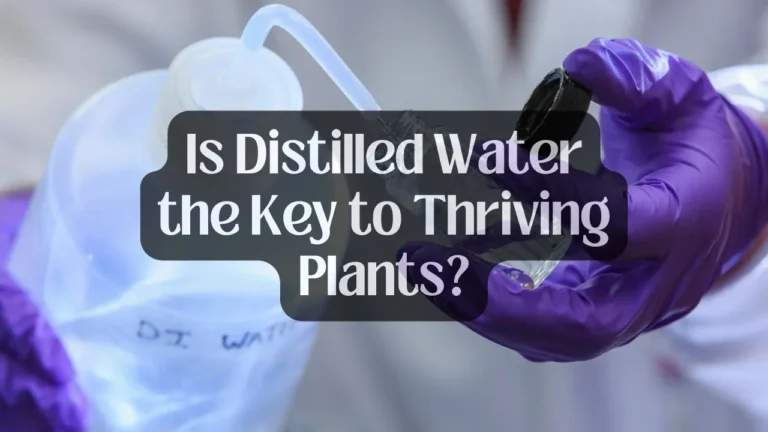 Is Distilled Water the Key to Thriving Plants?