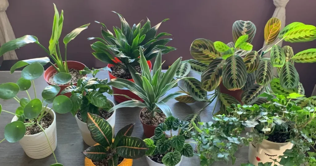 Is Having Houseplants Beneficial