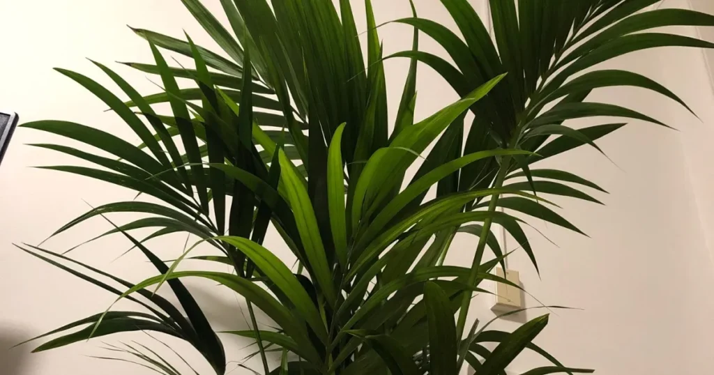 Kentia Palm