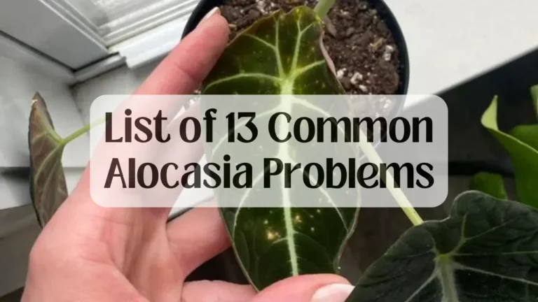 List of 13 Common Alocasia Problems (Solution Included)
