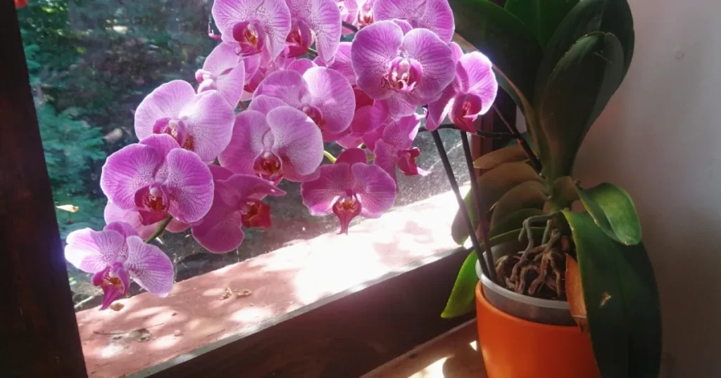 Orchids