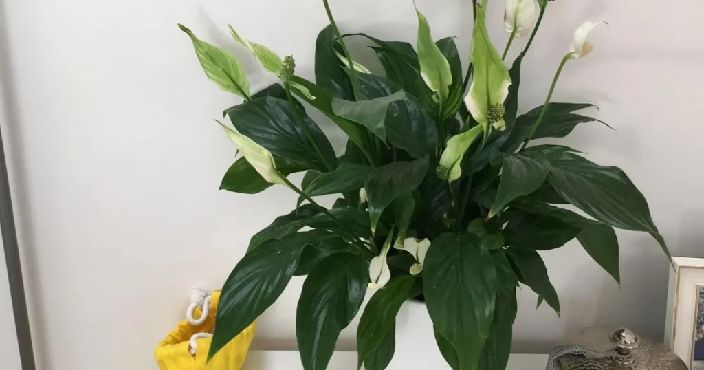 Peace Lily
