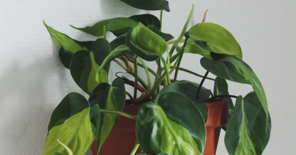 Philodendron