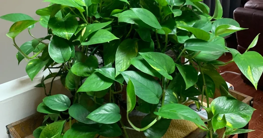 Pothos