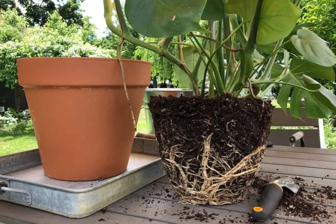 Remove the Plant from Its Container