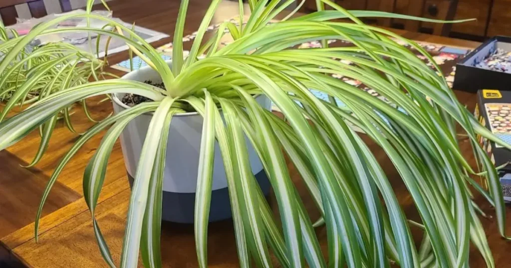 Spider Plant