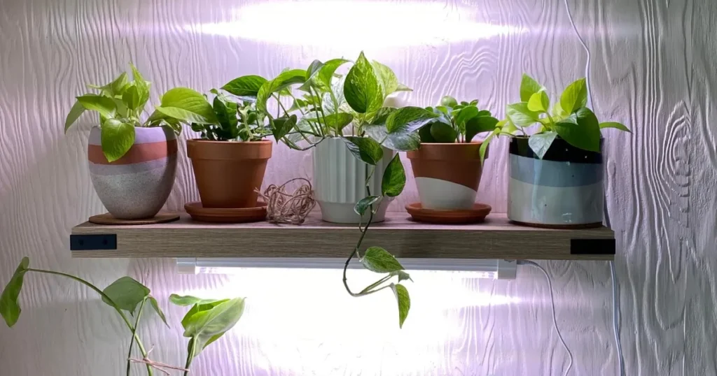 The Importance of Light Cycles for Indoor Plants
