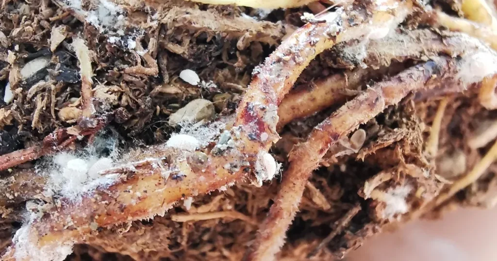 What Are Mealybugs, And Why Should You Care