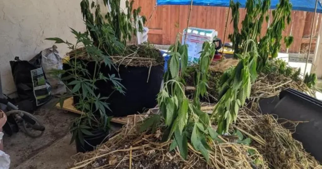 What Are the Signs of Transplant Shock in Cannabis Plants