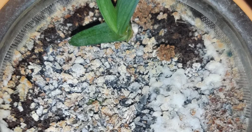 What Happens If You Over-Fertilize Aloe Vera