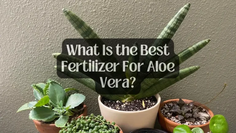 What Is the Best Fertilizer For Aloe Vera?