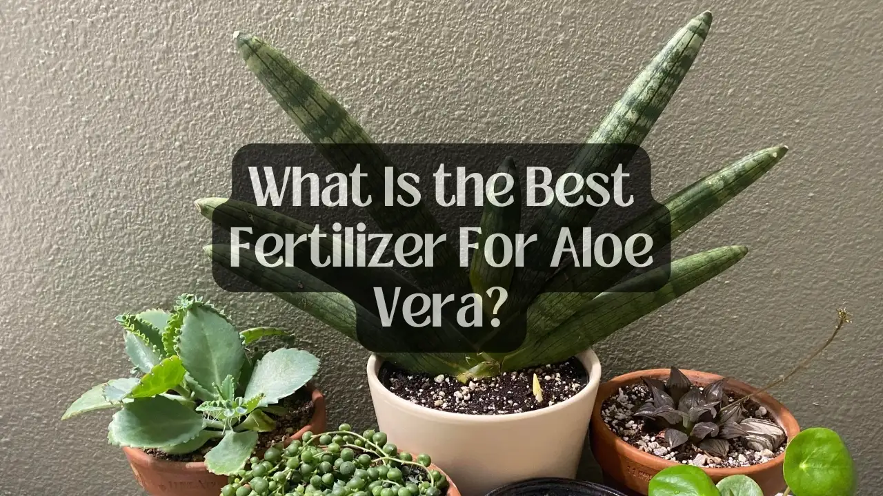 What Is the Best Fertilizer For Aloe Vera
