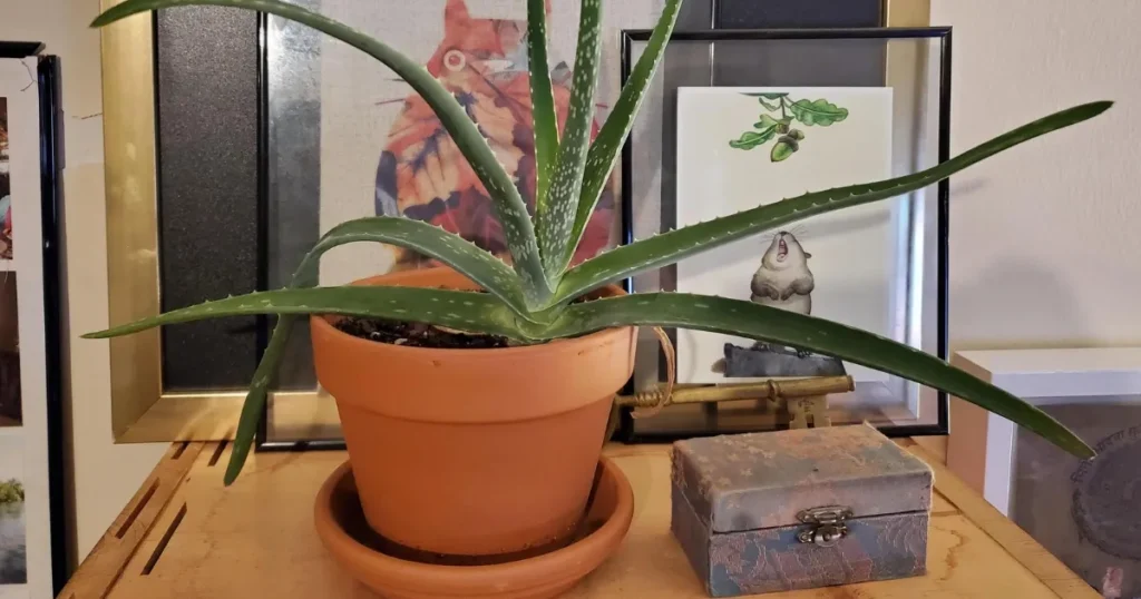 What Kind of Pot Does Aloe Vera Need