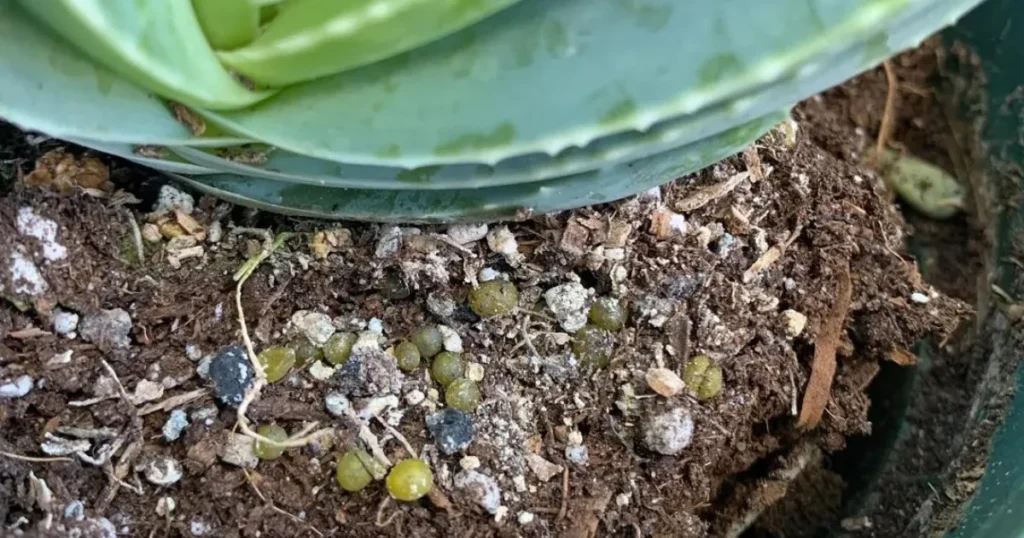 What Makes a Good Aloe Vera Fertilizer