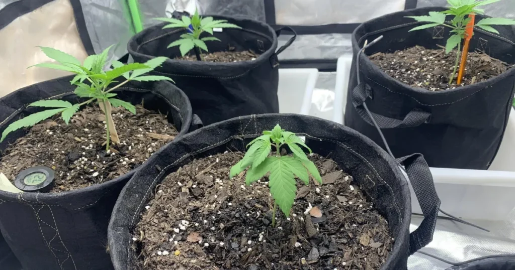 What Size of Container Should You Transplant Cannabis Into