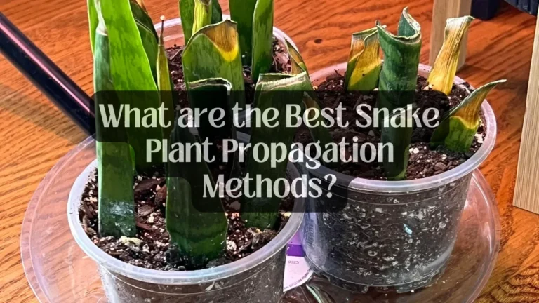What are the Best Snake Plant Propagation Methods?