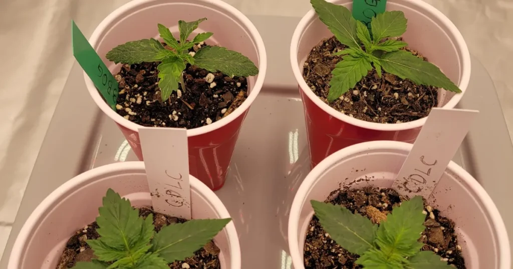 What's the Best Time to Transplant Cannabis