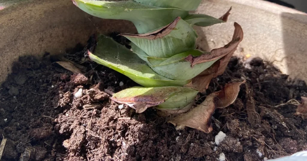 What's the Best Way to Apply Fertilizer to Aloe Vera