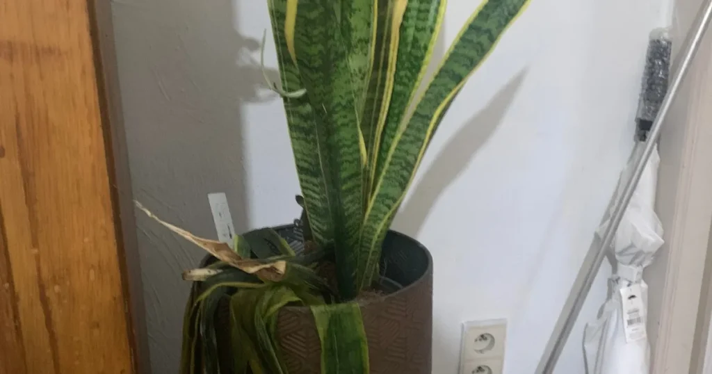 What's the Perfect Temperature for a Snake Plant