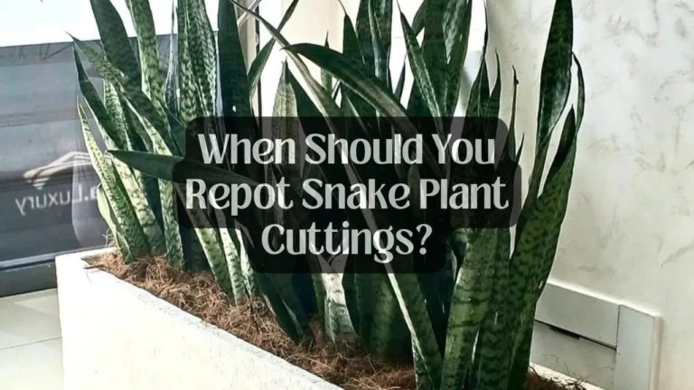 When Should You Repot Snake Plant Cuttings?