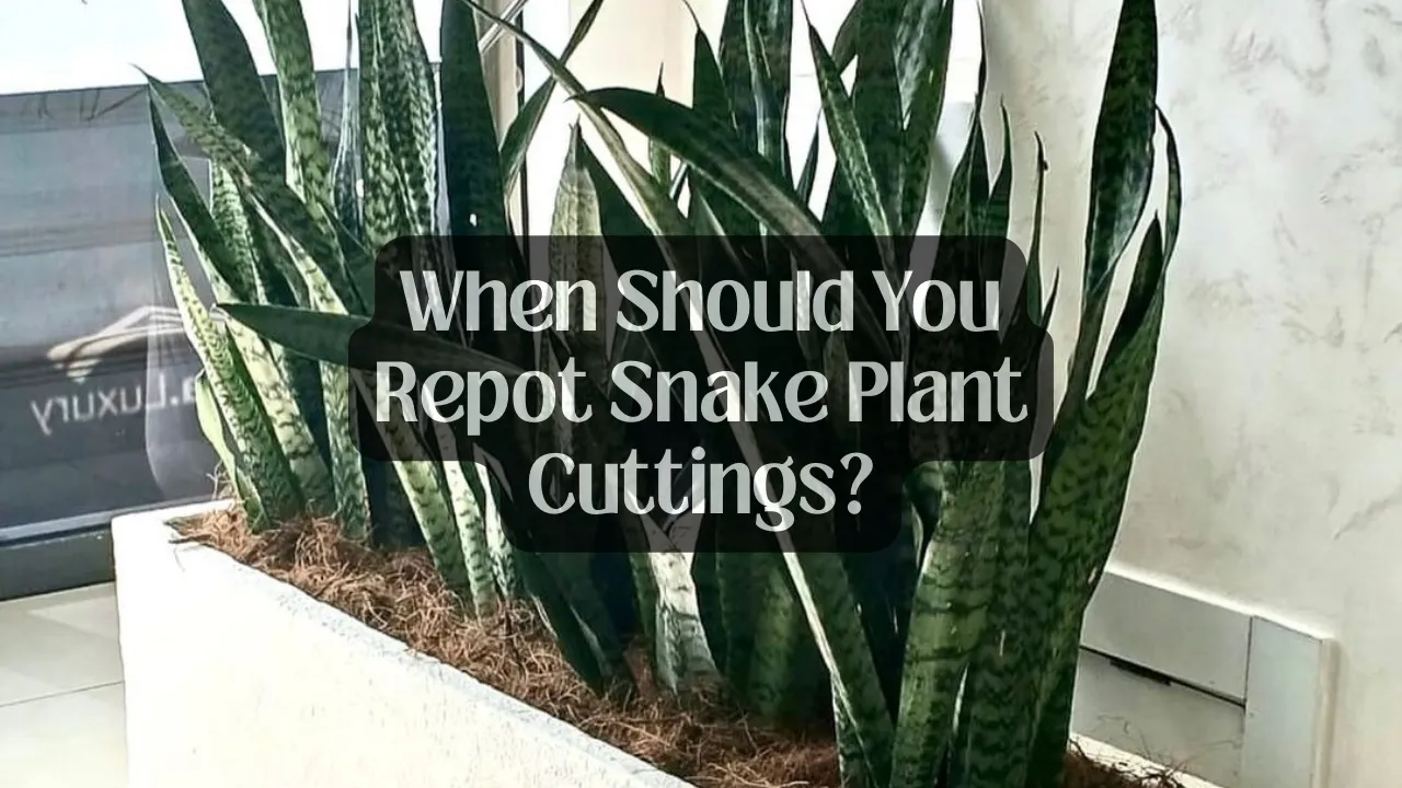 Repot Snake Plant Cuttings