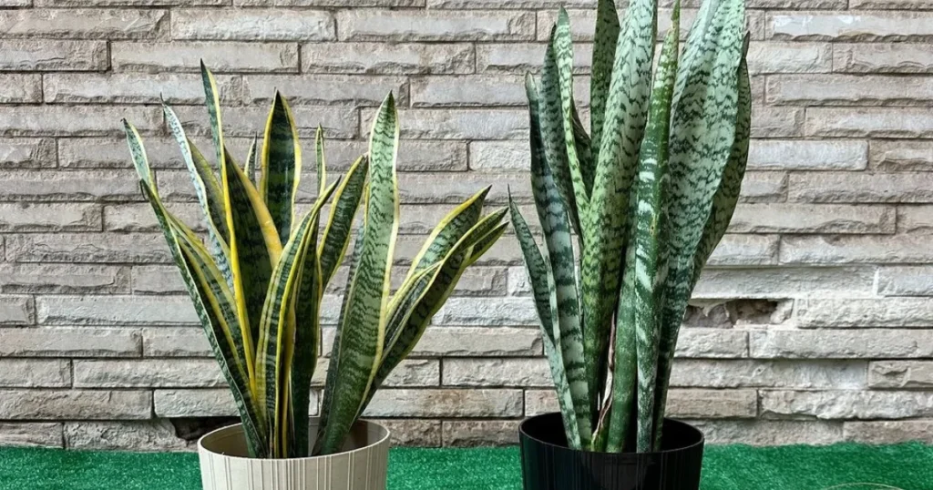 Where Should You Put Your Snake Plant