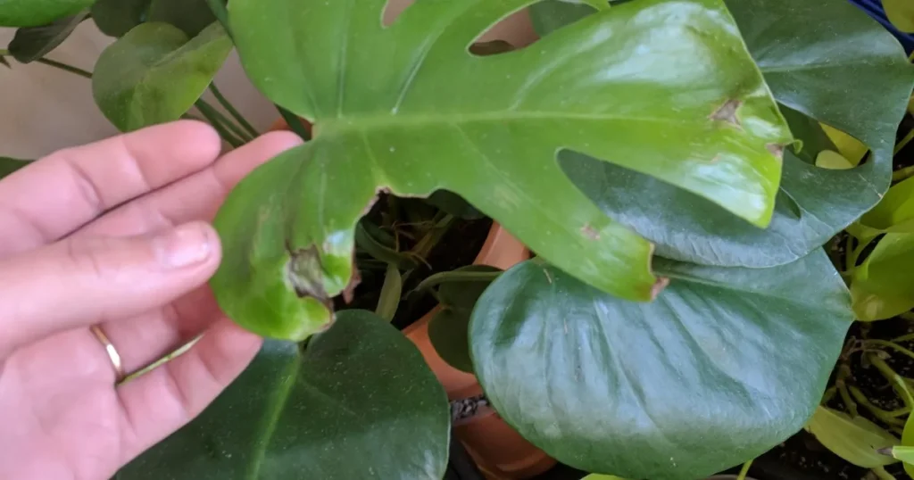 Why Should I remove all affected leaves with black spots