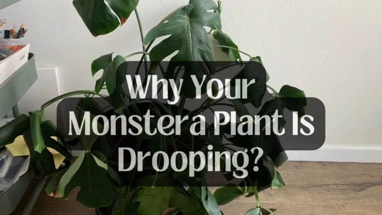 4 Reasons Why Your Monstera Leaves Are Drooping!