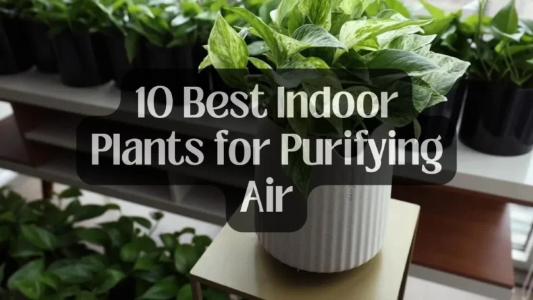 10 Best Air Purifying Plants For Indoor You Can Try!!