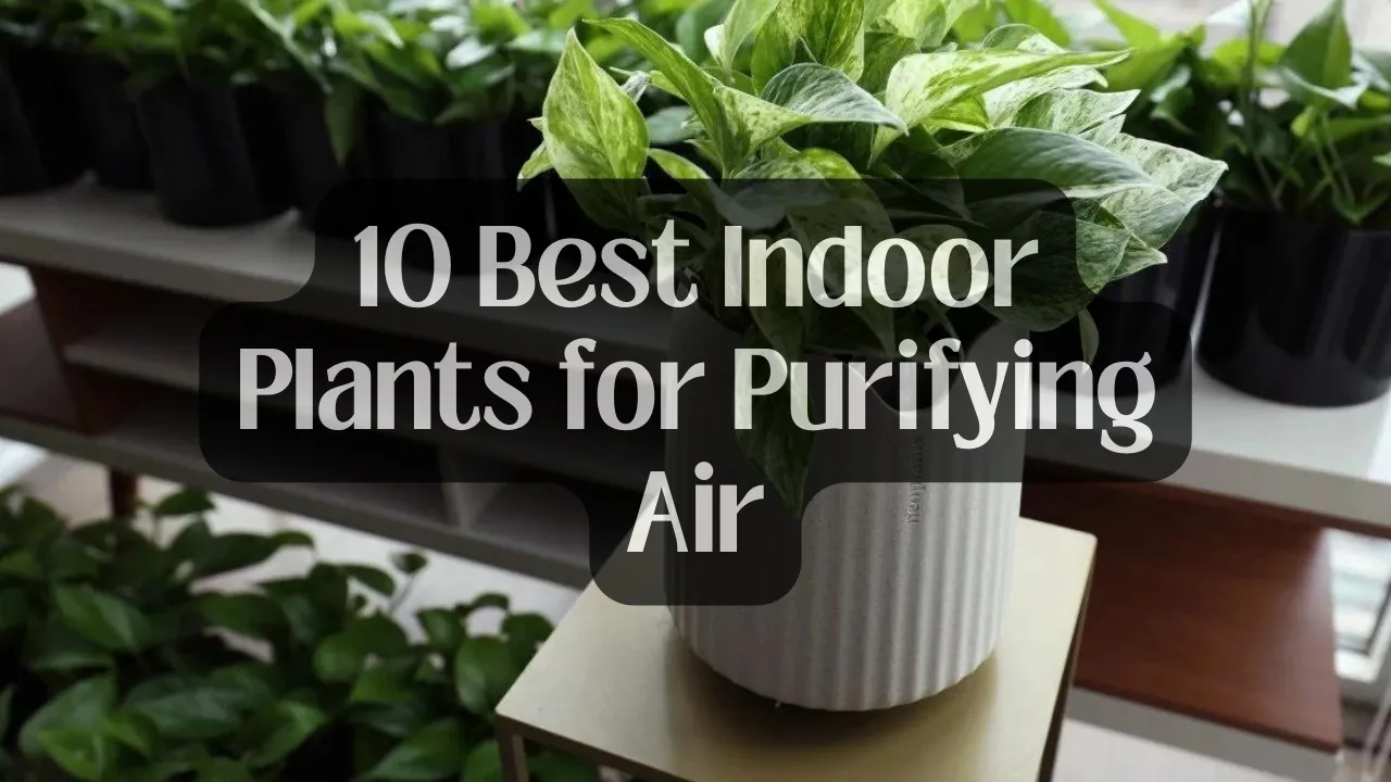 10 Best Indoor Plants for Purifying Air