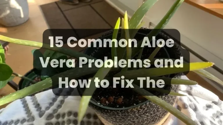 15 Common Aloe Vera Problems and How to Fix Them