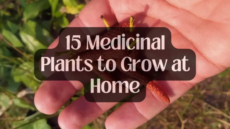 15 Medicinal Plants to Grow at Home