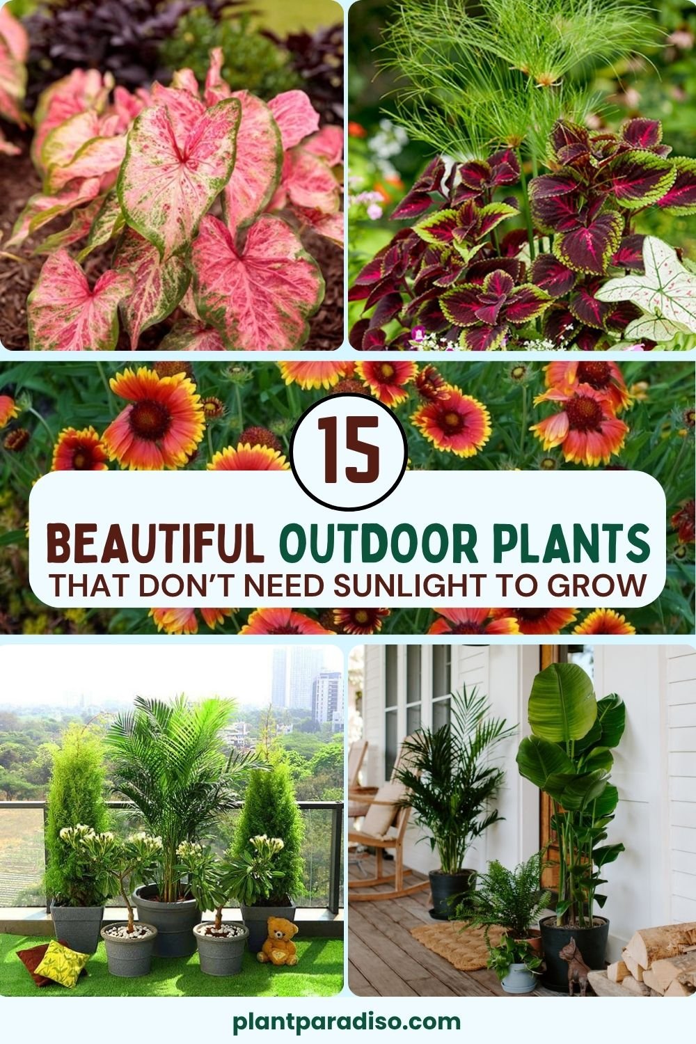 Outdoor Plants That Grow Without Sunlight
