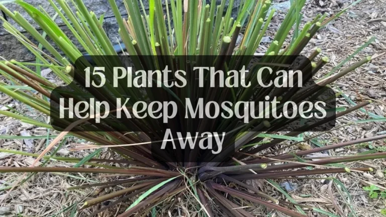 15 Plants That Can Help Keep Mosquitoes Away