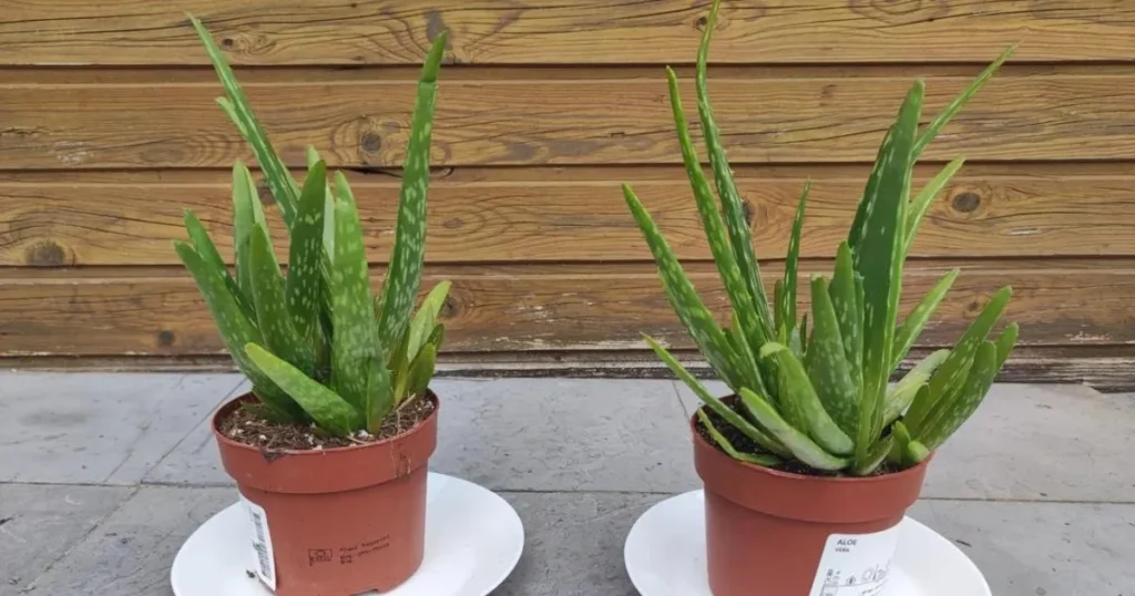 All Caring Traits for Aloe Vera in Winter Explained