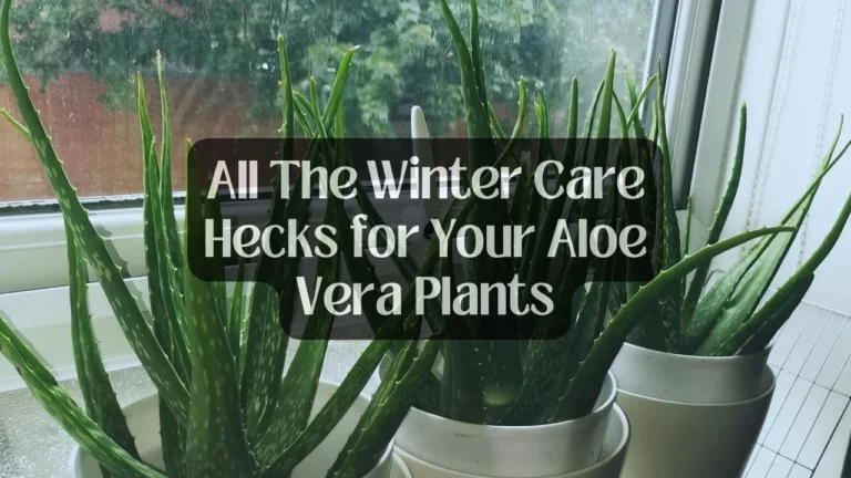 All The Winter Care Hecks for Your Aloe Vera Plants