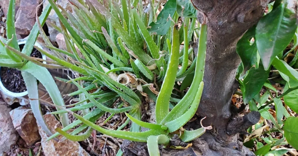 Aloe Vera