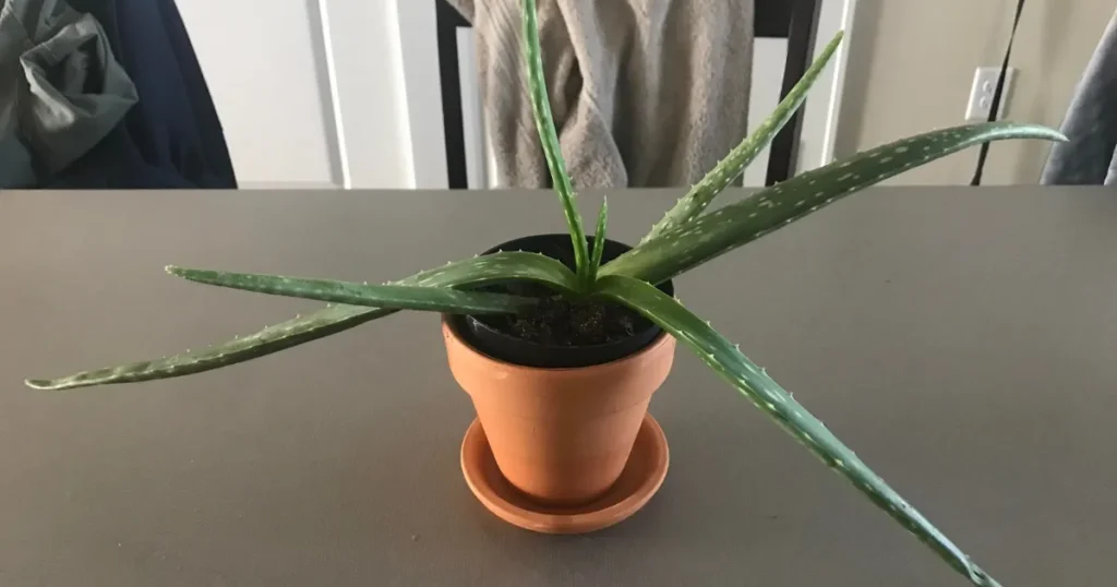 Aloe Vera