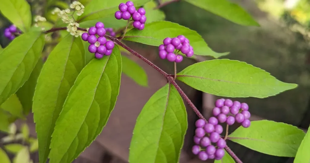 American Beautyberry