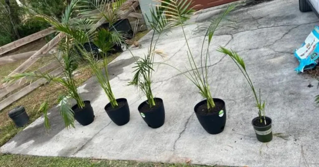 Areca Palm