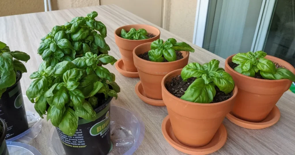 Basil