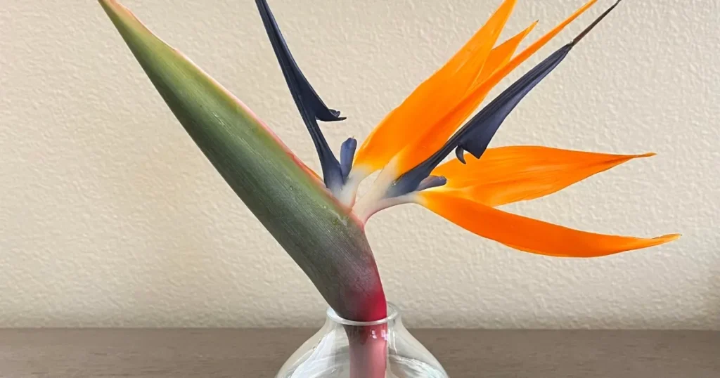 Bird of Paradise