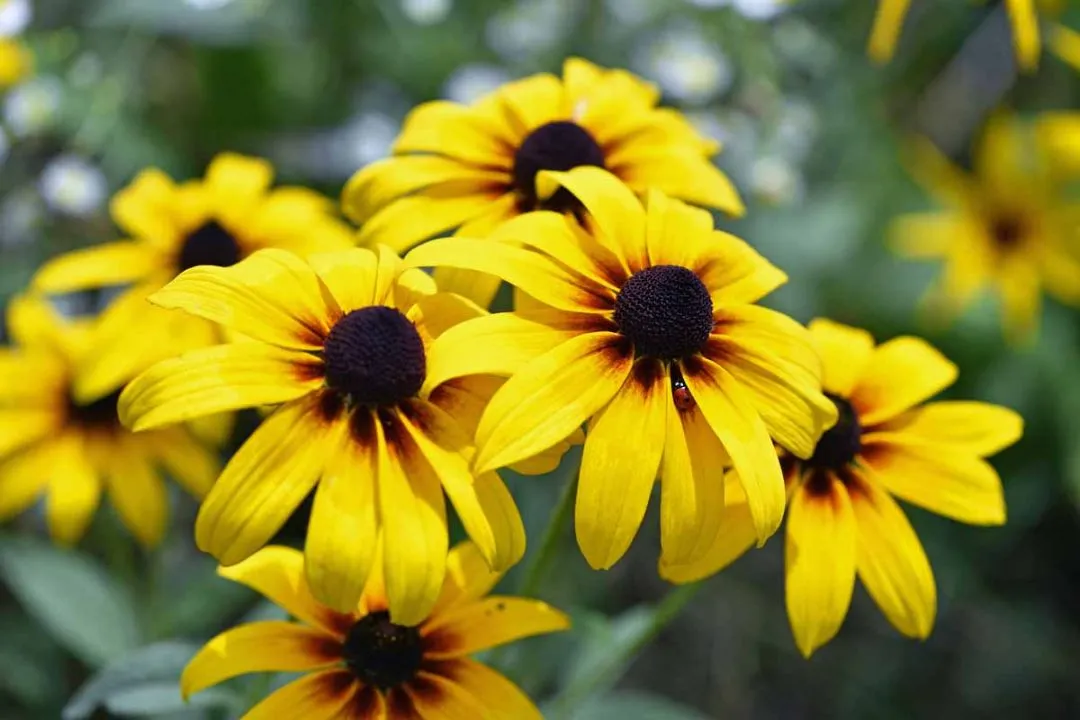 Black-Eyed Susans
