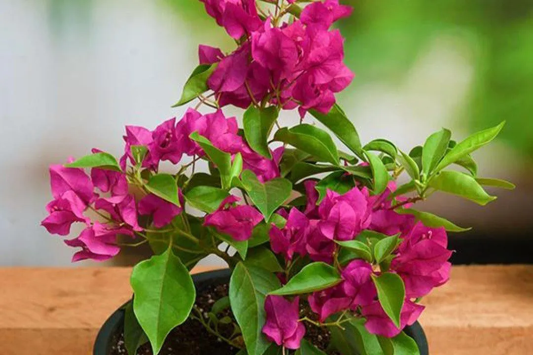 Bougainvillea