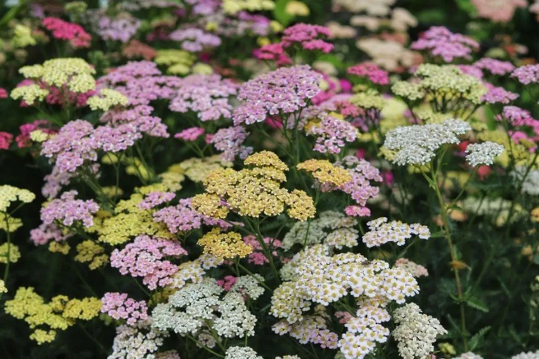 Brighter Blooms